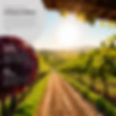 Advantages of DTC Software for Wineries Infographic showing advantages of DTC software in wineries
